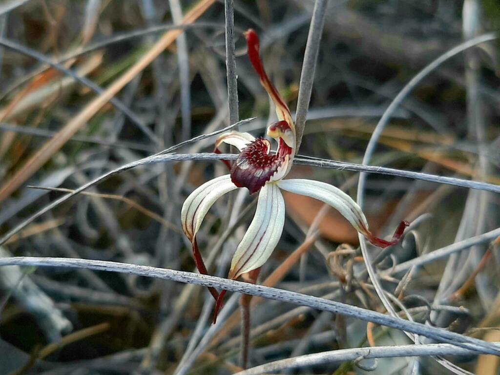 Caladenia drummondii (Winter Spider Orchid), Great Southern Region WA © Terry Dunham