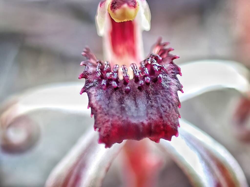 Caladenia drummondii (Winter Spider Orchid), Southern Districts WA © Terry Dunham