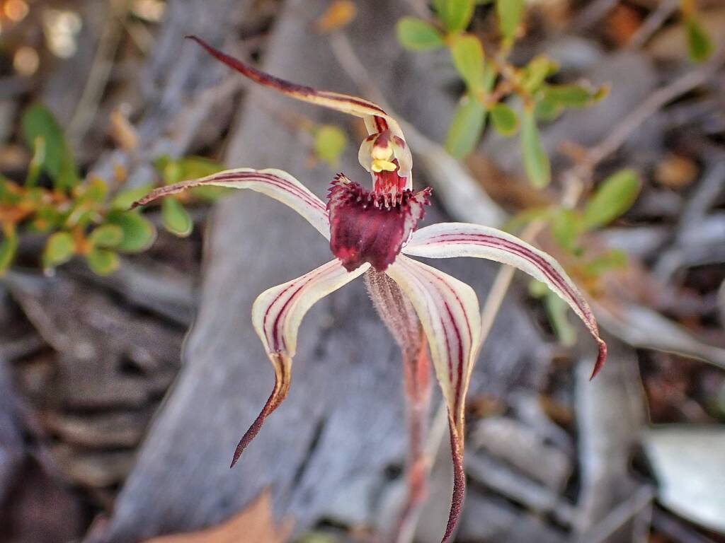 Caladenia drummondii (Winter Spider Orchid), Great Southern Region WA © Terry Dunham