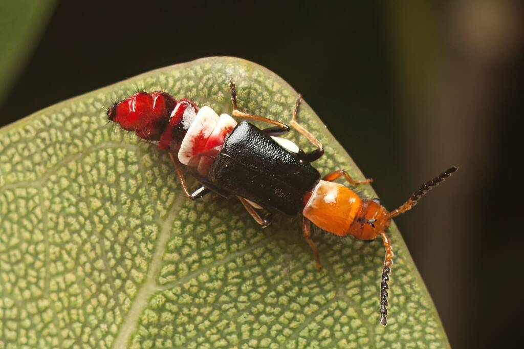 Carphurus fasciculatus, Wynnum QLD © Tony Eales