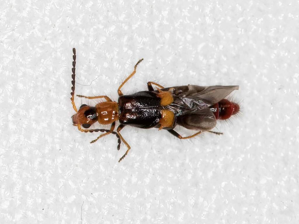 Carphurus frenchi (family Melyridae), Black Mountain ACT © Bron King