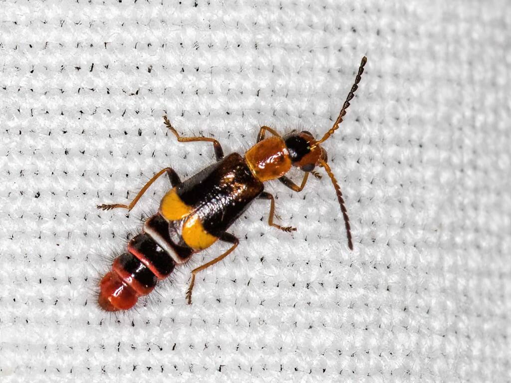 Carphurus frenchi (family Melyridae), Black Mountain ACT © Bron King