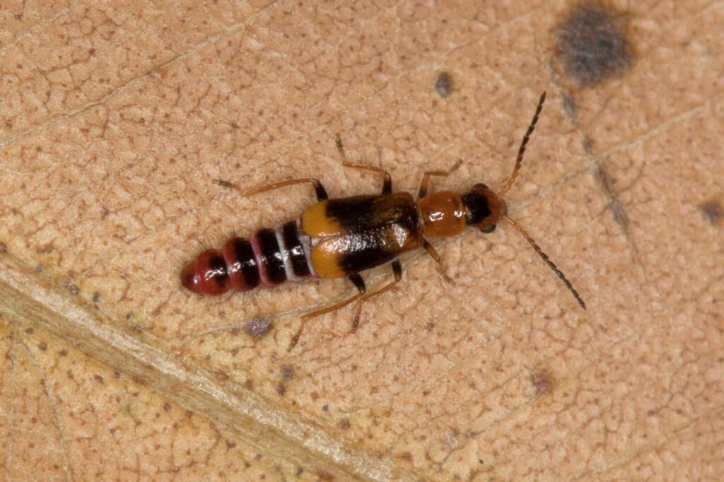 Carphurus frenchi (family Melyridae), Black Mountain ACT © Bron King