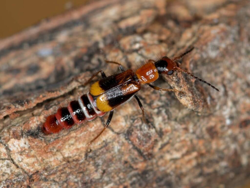 Carphurus frenchi (family Melyridae), Black Mountain ACT © Bron King