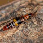 Carphurus frenchi (family Melyridae), Black Mountain ACT © Bron King