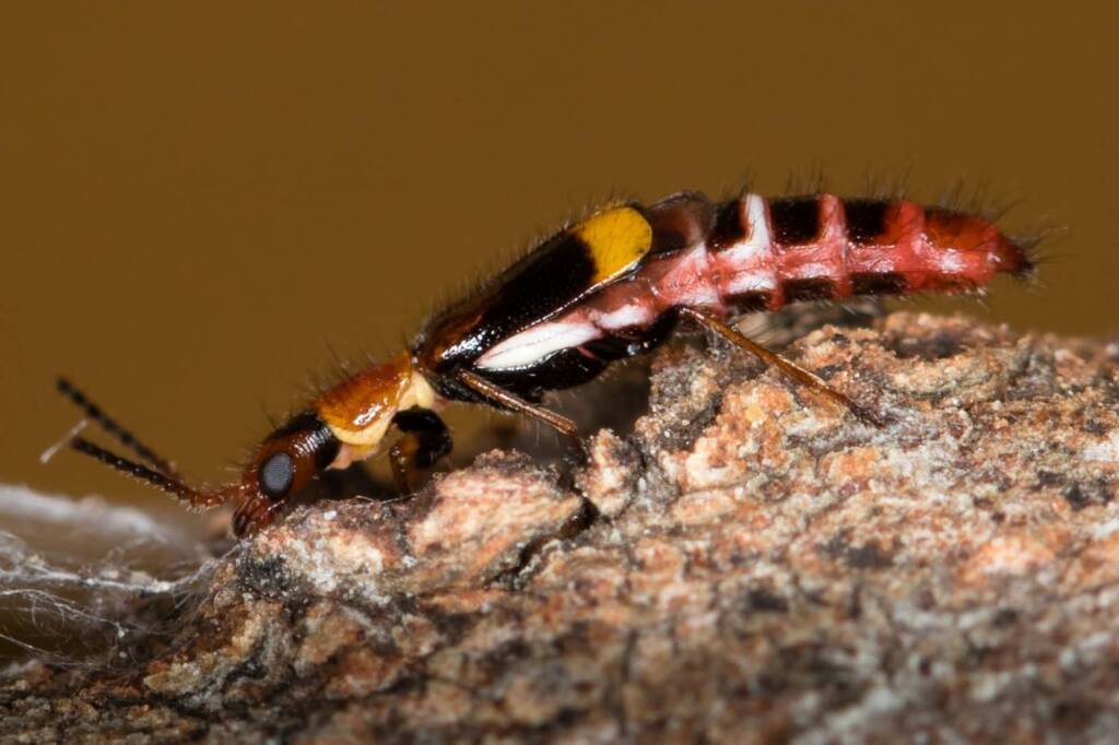 Carphurus frenchi (family Melyridae), Black Mountain ACT © Bron King