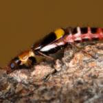 Carphurus frenchi (family Melyridae), Black Mountain ACT © Bron King