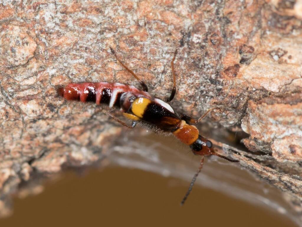 Carphurus frenchi (family Melyridae), Black Mountain ACT © Bron King
