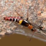 Carphurus frenchi (family Melyridae), Black Mountain ACT © Bron King