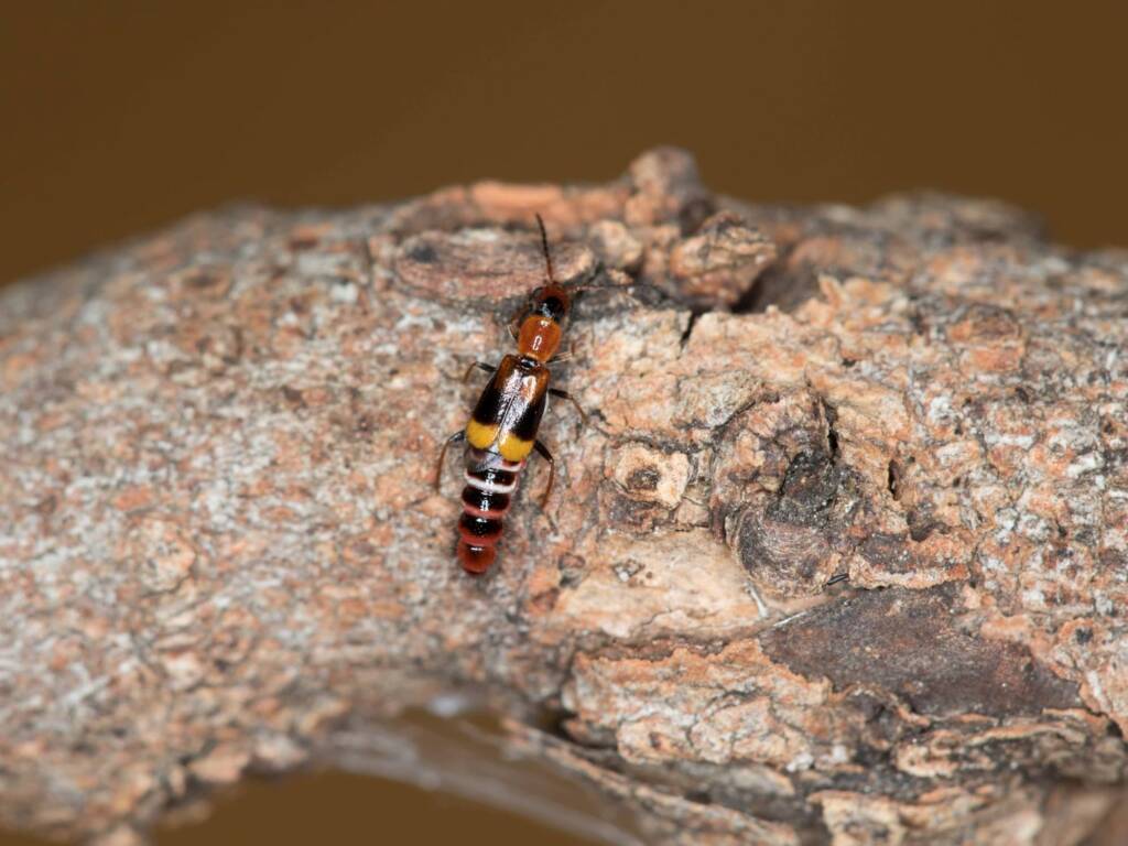 Carphurus frenchi (family Melyridae), Black Mountain ACT © Bron King