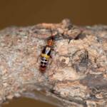 Carphurus frenchi (family Melyridae), Black Mountain ACT © Bron King