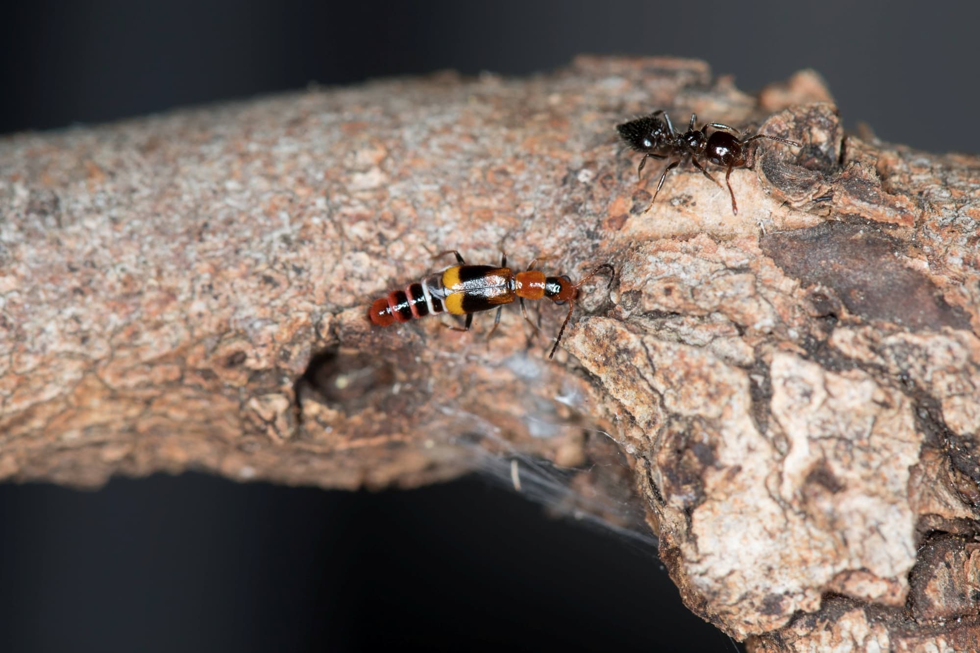 Carphurus frenchi (family Melyridae), Black Mountain ACT © Bron King