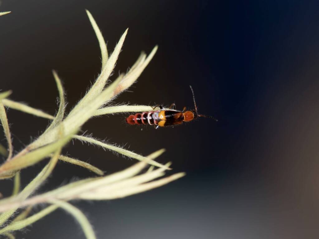 Carphurus frenchi (family Melyridae), Black Mountain ACT © Bron King