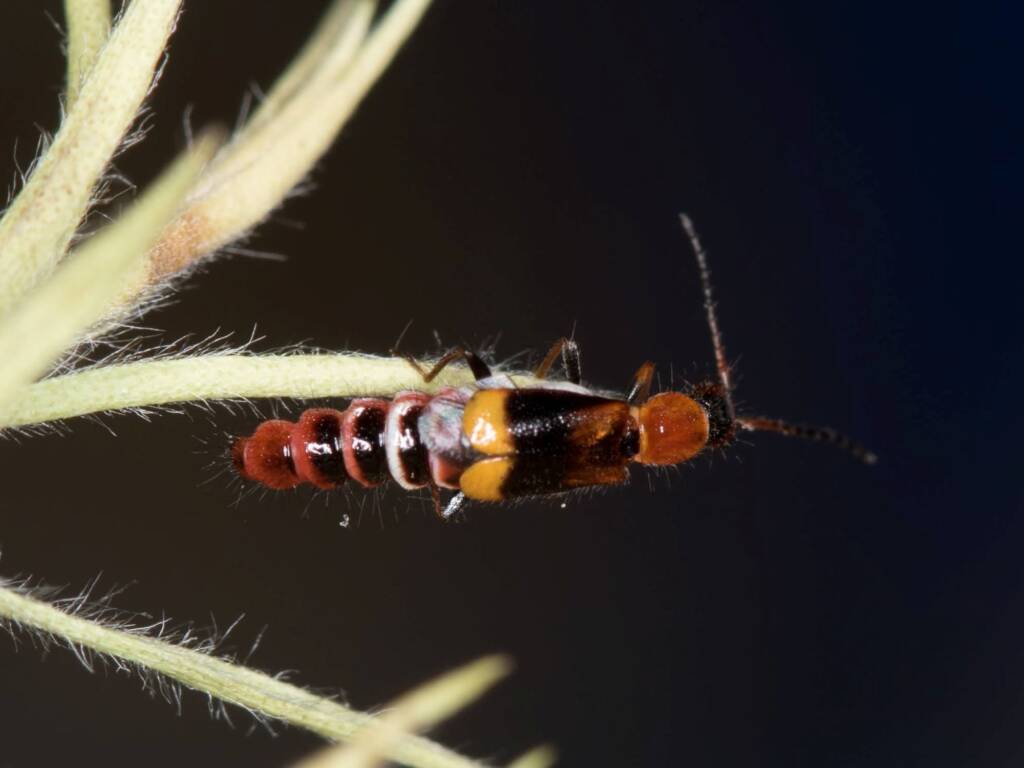 Carphurus frenchi (family Melyridae), Black Mountain ACT © Bron King