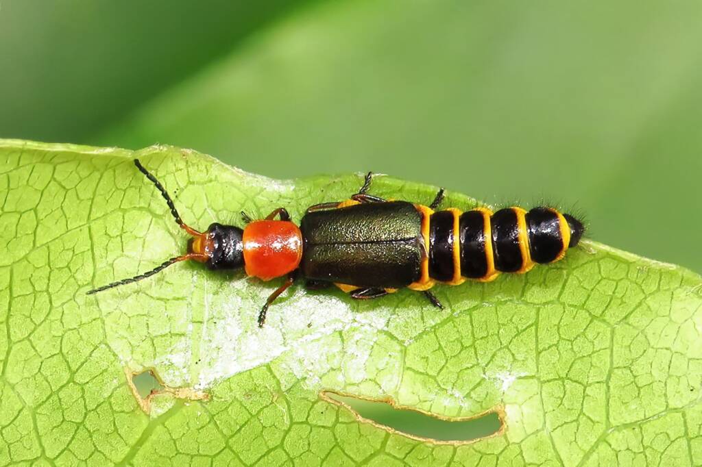 Carphurus latipennis, Bermagui NSW © Deb Taylor