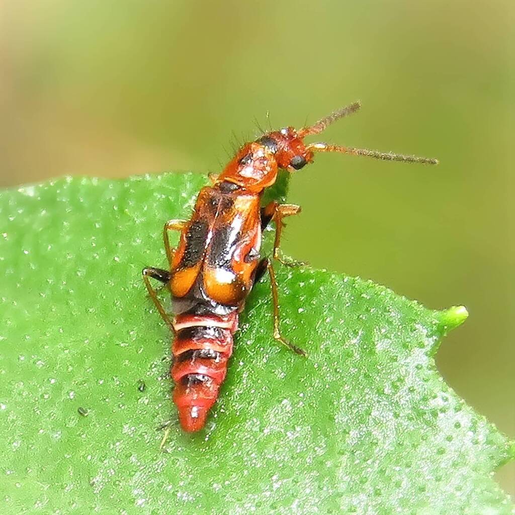 Carphurus pravus, Bermagui NSW © Deb Taylor