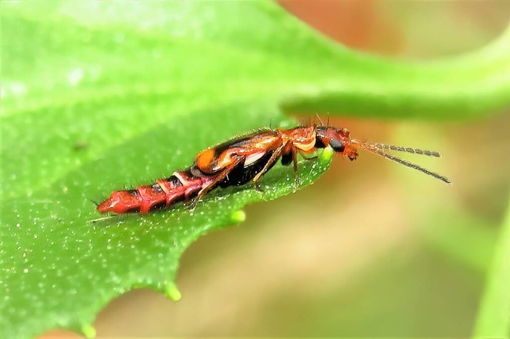 Carphurus pravus, Bermagui NSW © Deb Taylor
