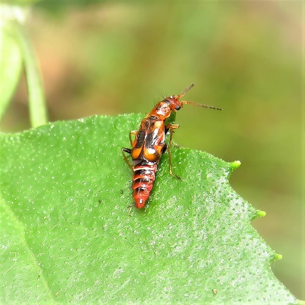 Carphurus pravus, Bermagui NSW © Deb Taylor