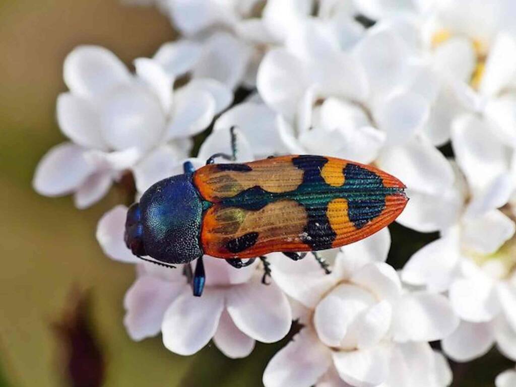 Castiarina media on Ixodia achillaeoides, Adelaide Hills SA © Marianne Broug