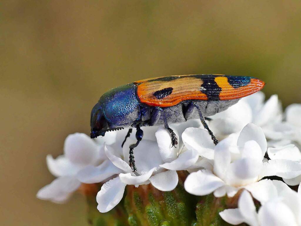 Castiarina media on Ixodia achillaeoides, Adelaide Hills SA © Marianne Broug