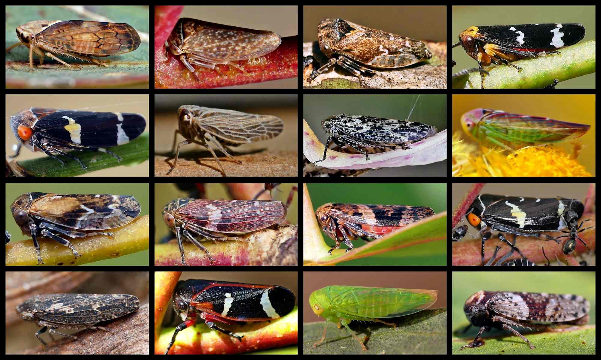 Leafhoppers of Belair…