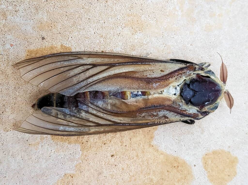 Endoxyla genus, family Cossidae (deceased), Alice Springs NT