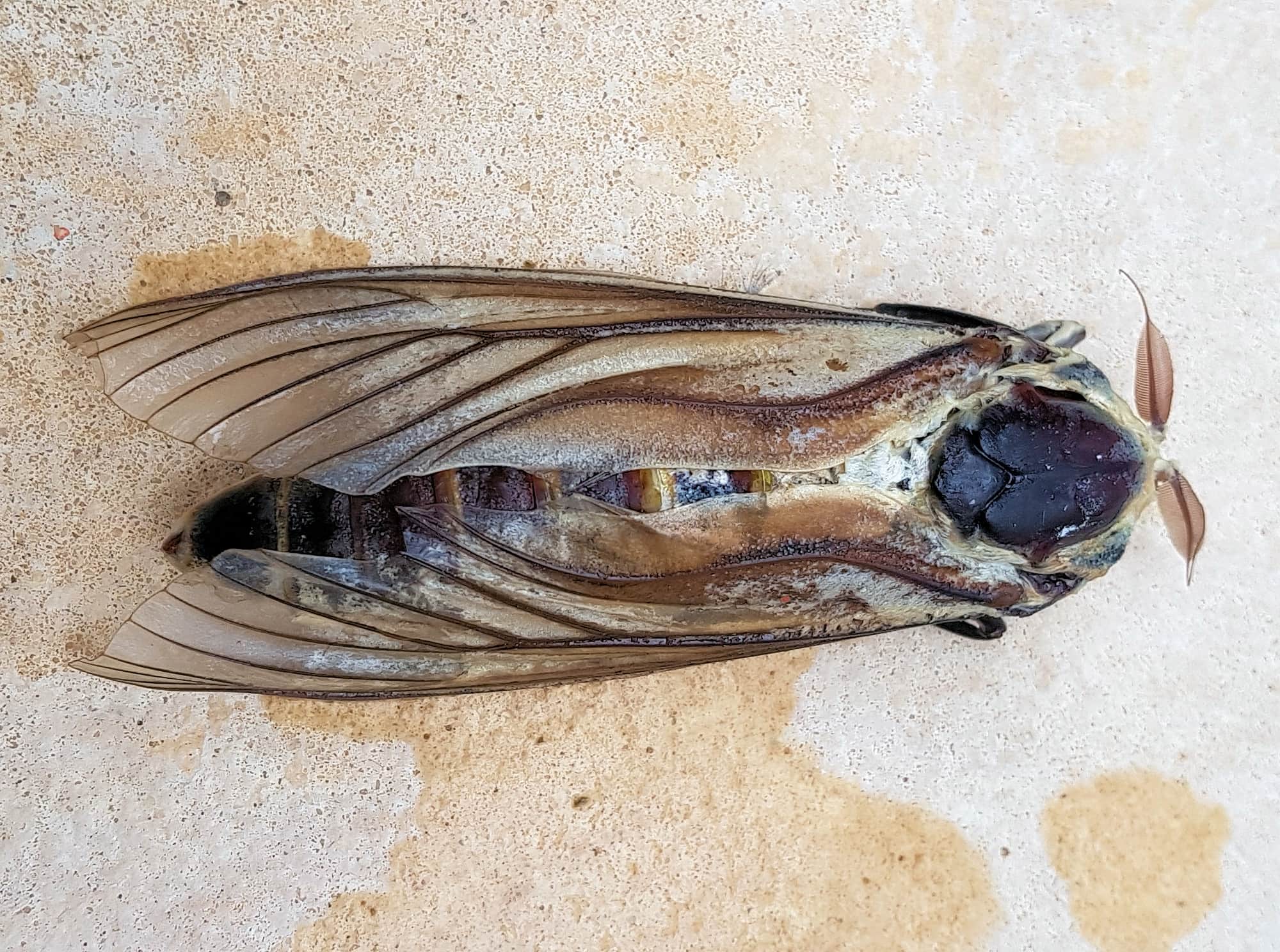Endoxyla genus, family Cossidae (deceased), Alice Springs NT