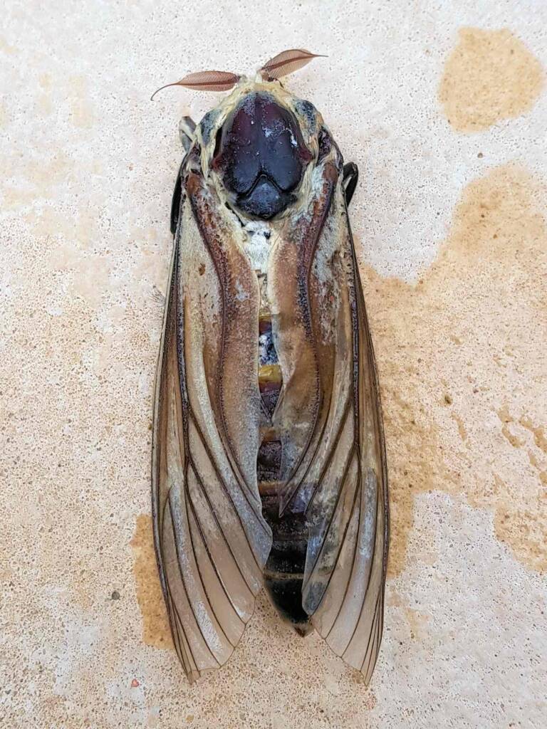 Endoxyla genus, family Cossidae (deceased), Alice Springs NT