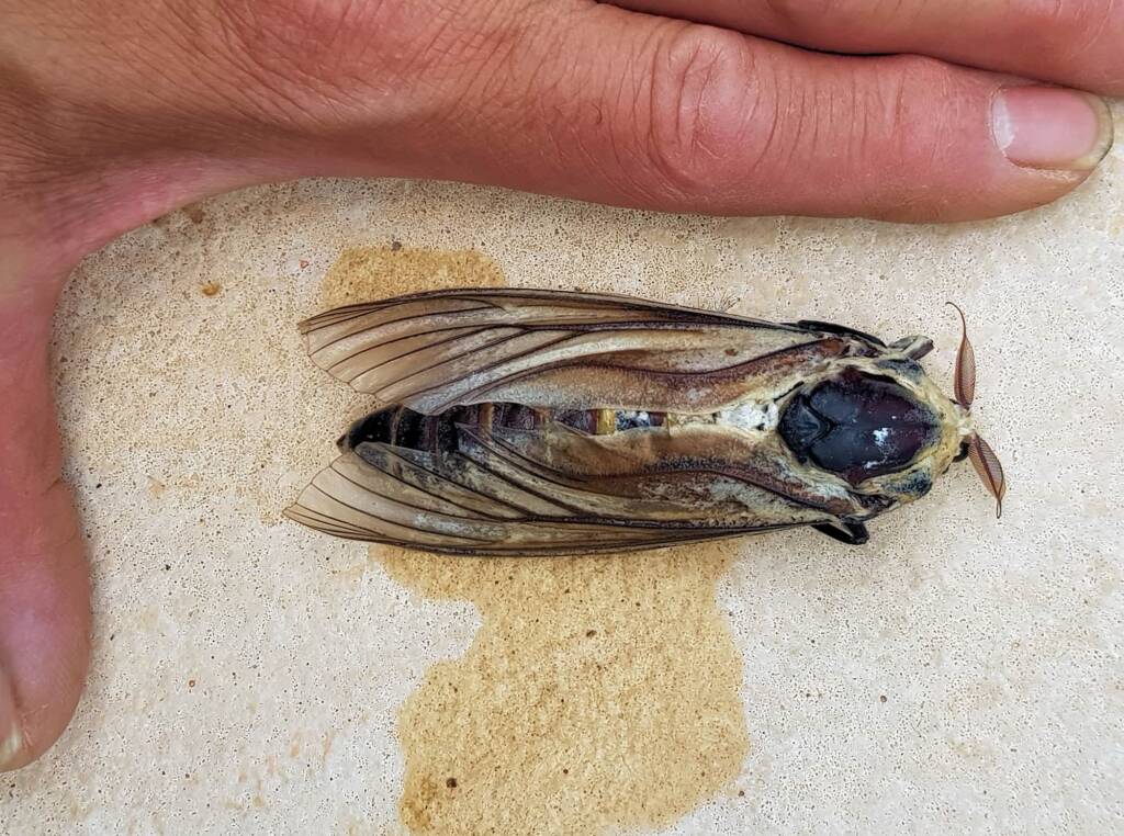 Endoxyla genus, family Cossidae (deceased), Alice Springs NT