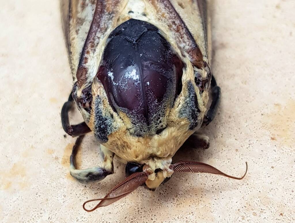 Endoxyla genus, family Cossidae (deceased), Alice Springs NT