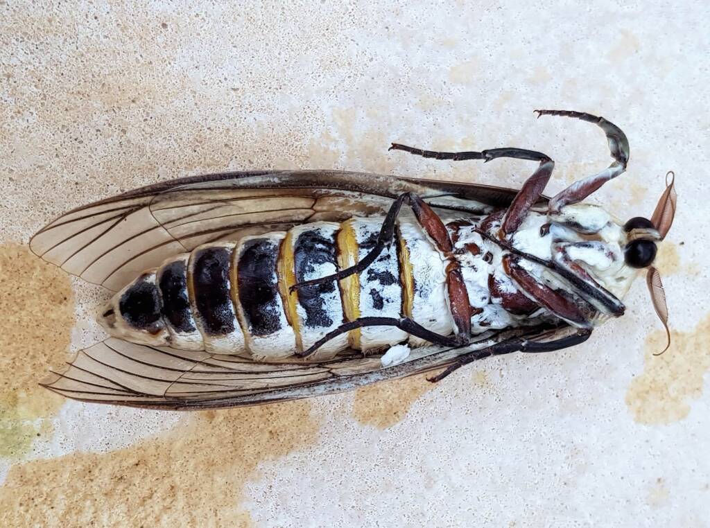 Endoxyla genus, family Cossidae (deceased), Alice Springs NT