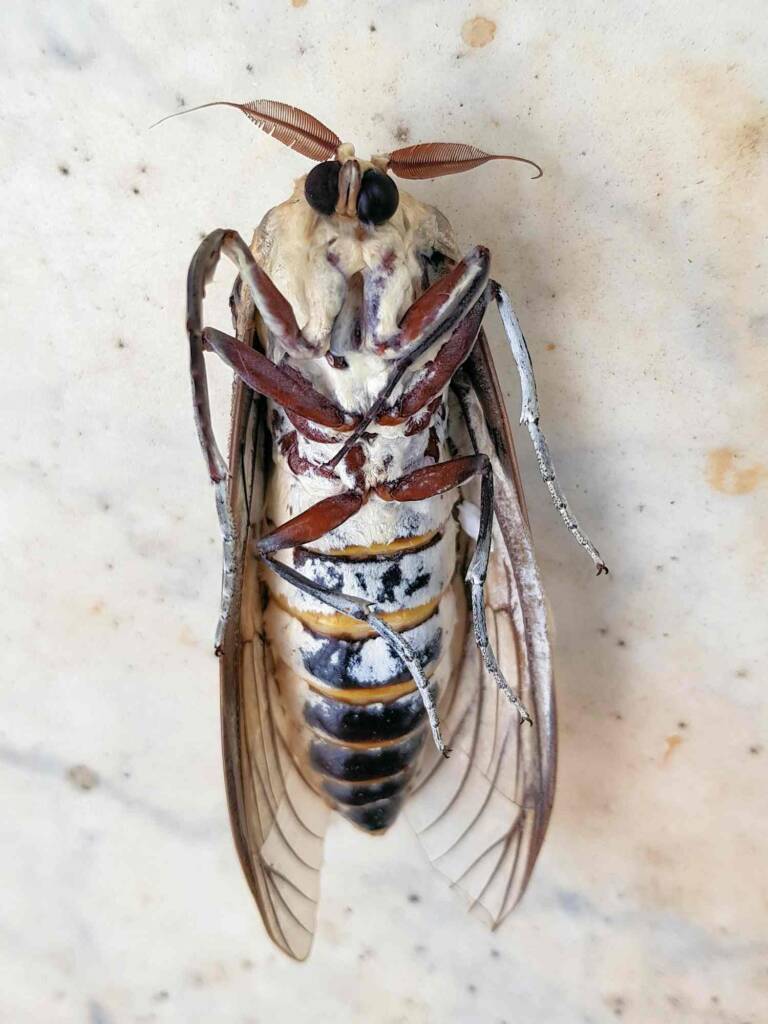 Endoxyla genus, family Cossidae (deceased), Alice Springs NT