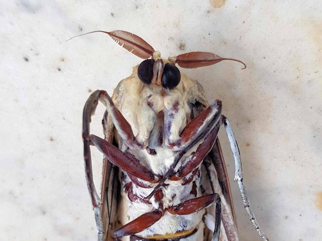 Endoxyla genus, family Cossidae (deceased), Alice Springs NT