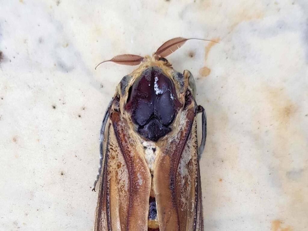 Endoxyla genus, family Cossidae (deceased), Alice Springs NT
