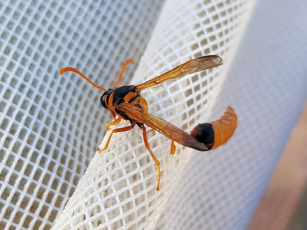 Delta philantes – Wasp, Alice Springs NT