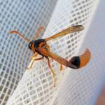 Delta philantes – Wasp, Alice Springs NT