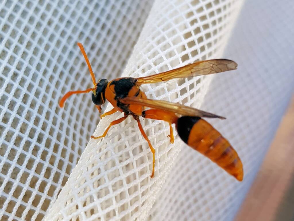 Delta philantes – Wasp, Alice Springs NT
