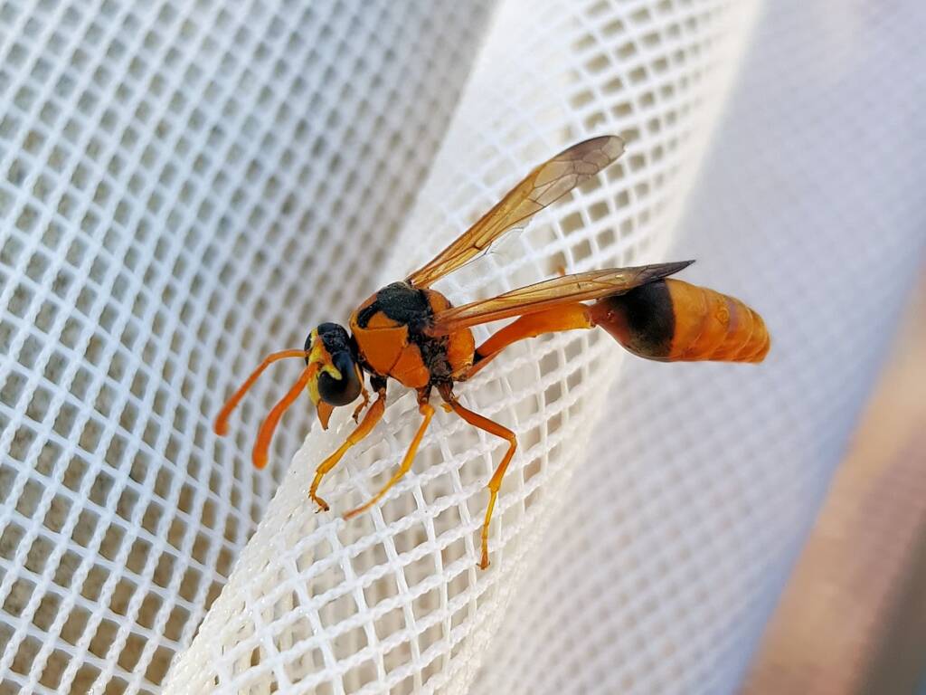 Delta philantes – Wasp, Alice Springs NT