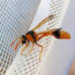 Delta philantes – Wasp, Alice Springs NT