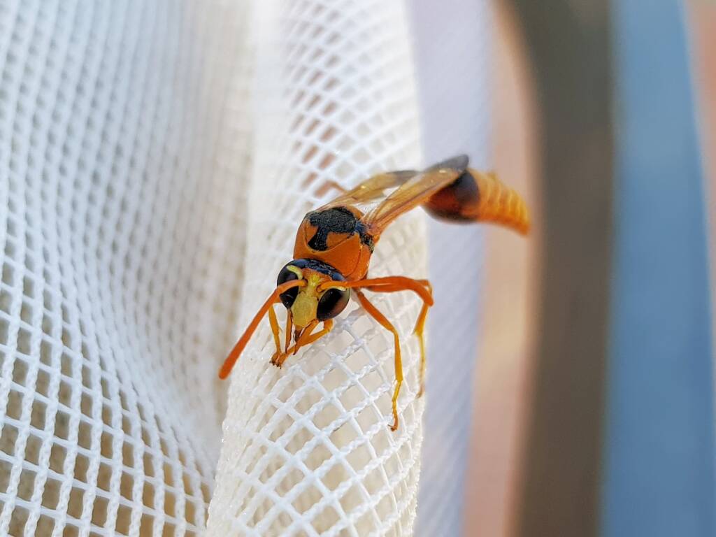 Delta philantes – Wasp, Alice Springs NT