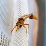 Delta philantes – Wasp, Alice Springs NT