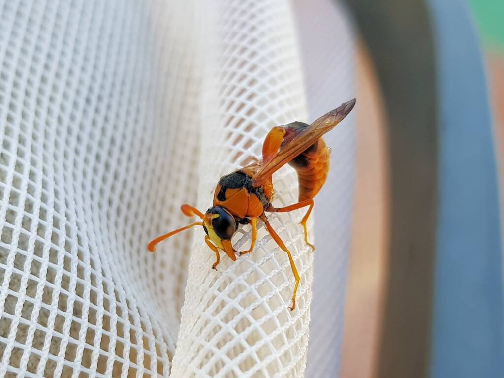 Delta philantes – Wasp, Alice Springs NT