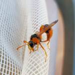 Delta philantes – Wasp, Alice Springs NT
