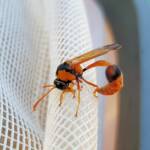 Delta philantes – Wasp, Alice Springs NT