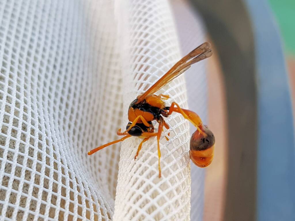 Delta philantes – Wasp, Alice Springs NT