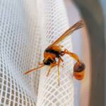 Delta philantes – Wasp, Alice Springs NT