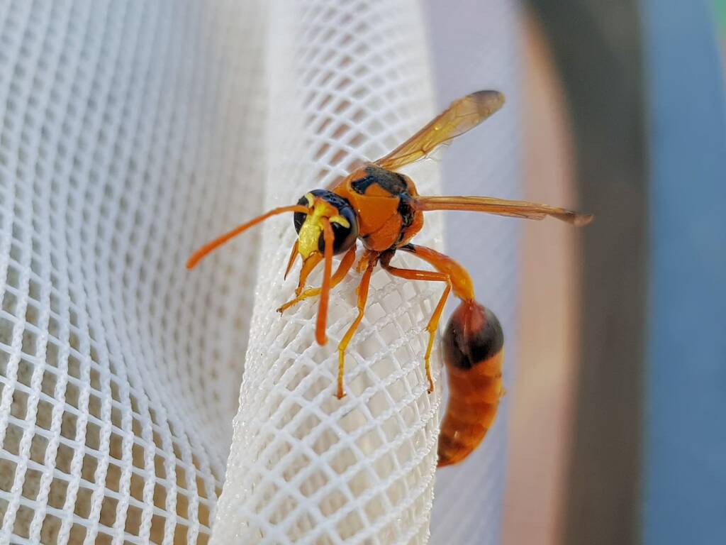 Delta philantes – Wasp, Alice Springs NT