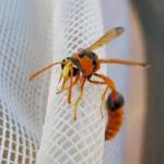Delta philantes – Wasp, Alice Springs NT