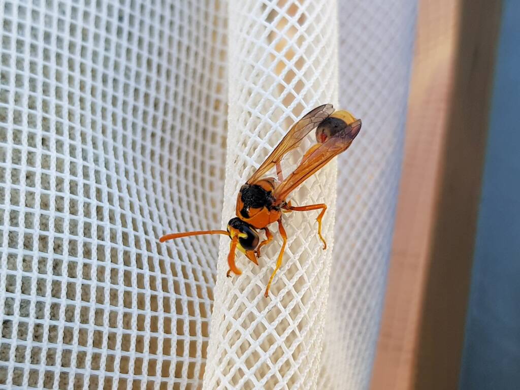 Delta philantes – Wasp, Alice Springs NT