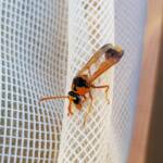 Delta philantes – Wasp, Alice Springs NT